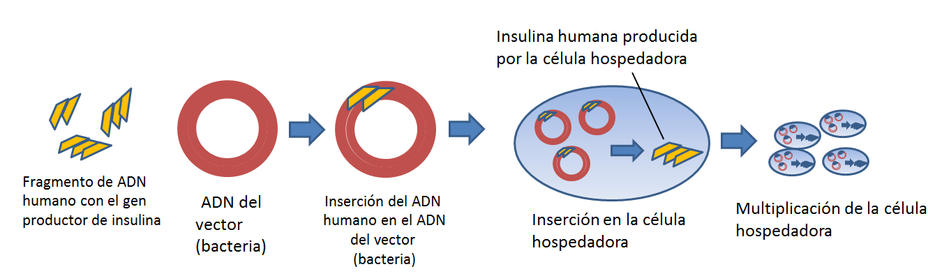 Producción de insulina humana recombinante
