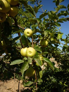 El sector hortofrutícola es uno de los más importantes en nuestro país.
