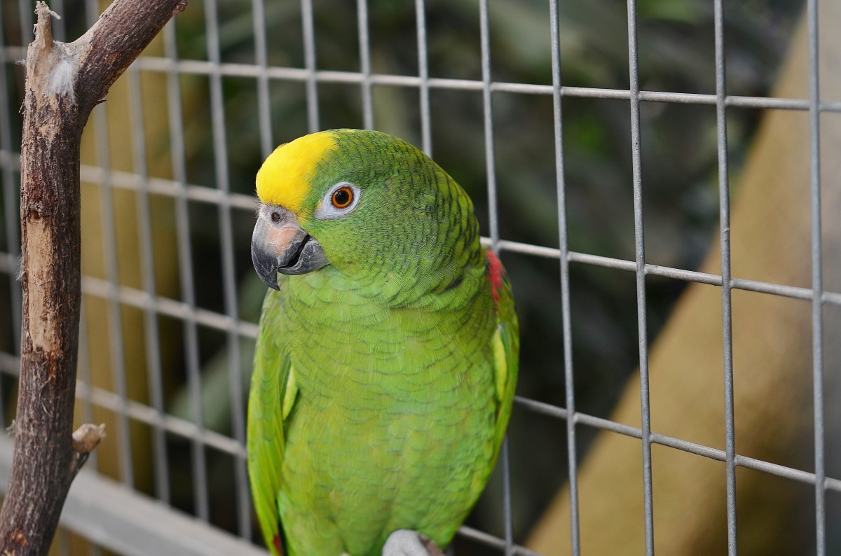 En la imagen puedes ver un loro verde con las plumas de la frente amarillas y su jaula de fondo