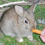 En la imagen puedes ver una persona que da de comer un trozo de zanahoria a un pequeño conejo