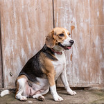 En la imagen puedes ver una hembra de un perro de la raza beagle, sentada en un escalón delante de una puerta de madera antigua