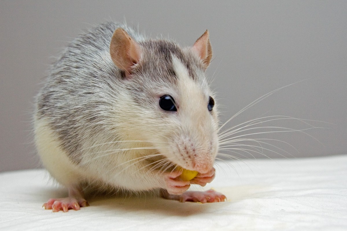 En la imagen puedes ver un hamster blanco y gris sujeta una semilla amarilla mientras se la come.