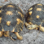 En la imagen puedes ver una pareja de tortugas, macho y hembra. La tortuga macho es la de la derecha, más pequeña que la hembra