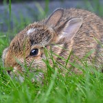En la imagen puedes ver un conejo entre la hierba verde
