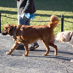 En la imagen puedes ver dos personas llevando de paseo a sus perros