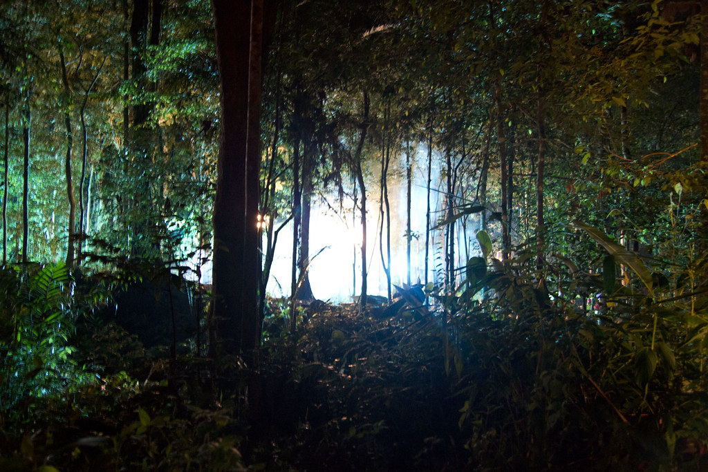 La imagen muestra un bosque en penumbra con muchos árboles.