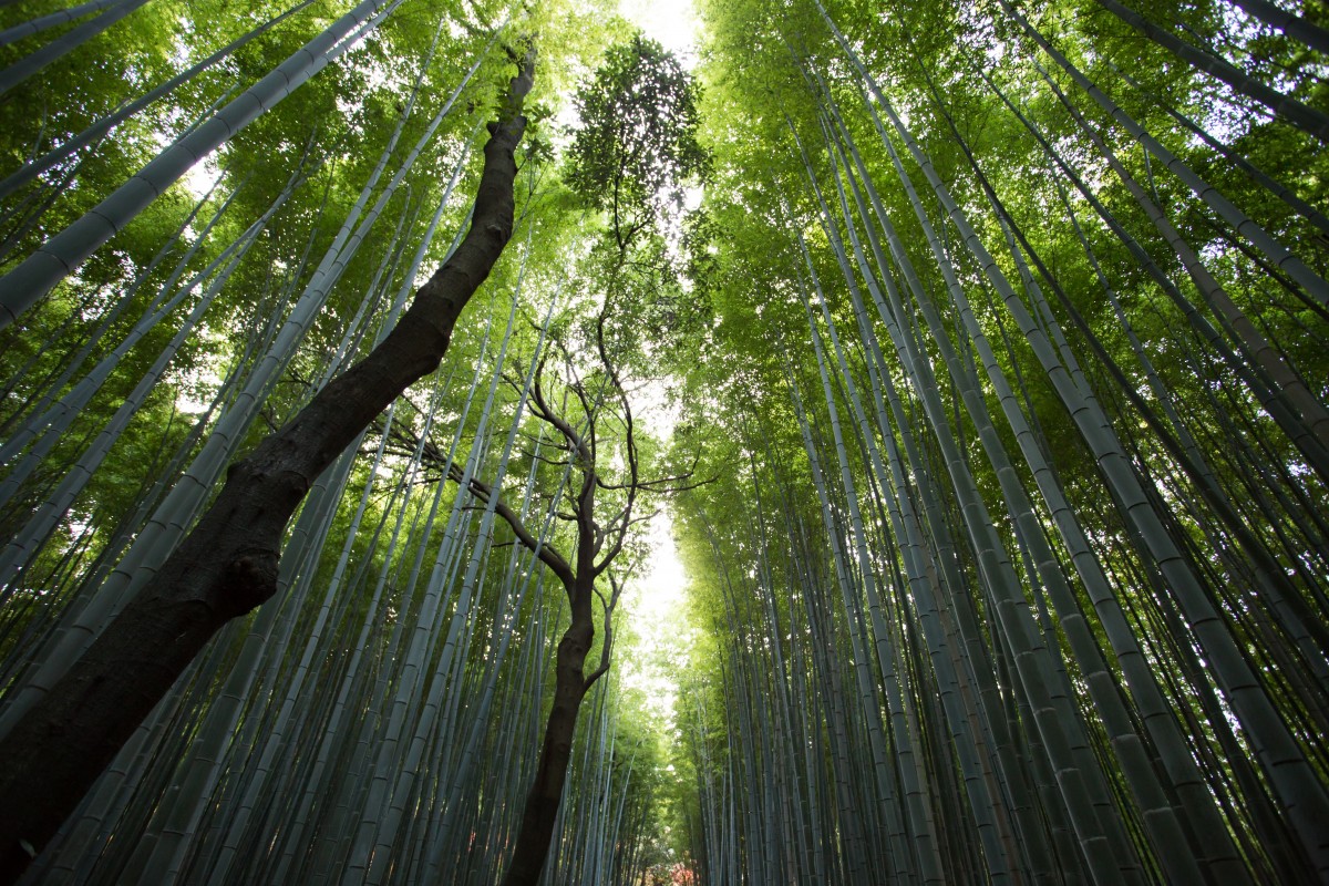 Growth La imagen muestra un bosque visto desde abajo hacía arriba donde los árboles son muy altos.