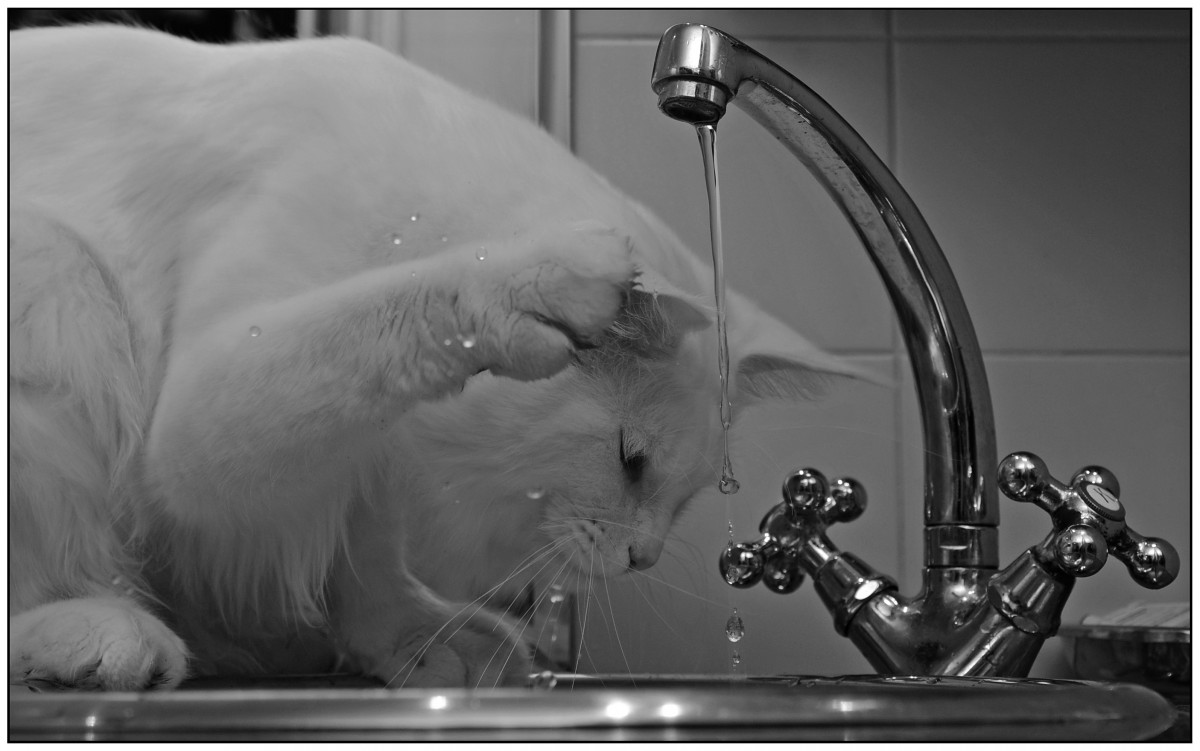Witty La imagen muestra a un gato abriendo un grifo y cae agua.