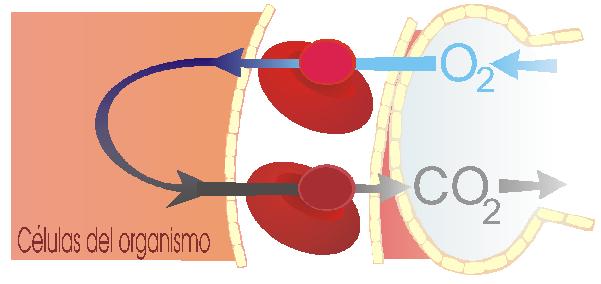 Esquema hemoglobina en sangre