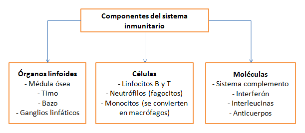 mapa del sistema inmunologico