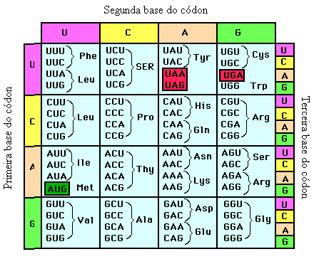 El código genético
