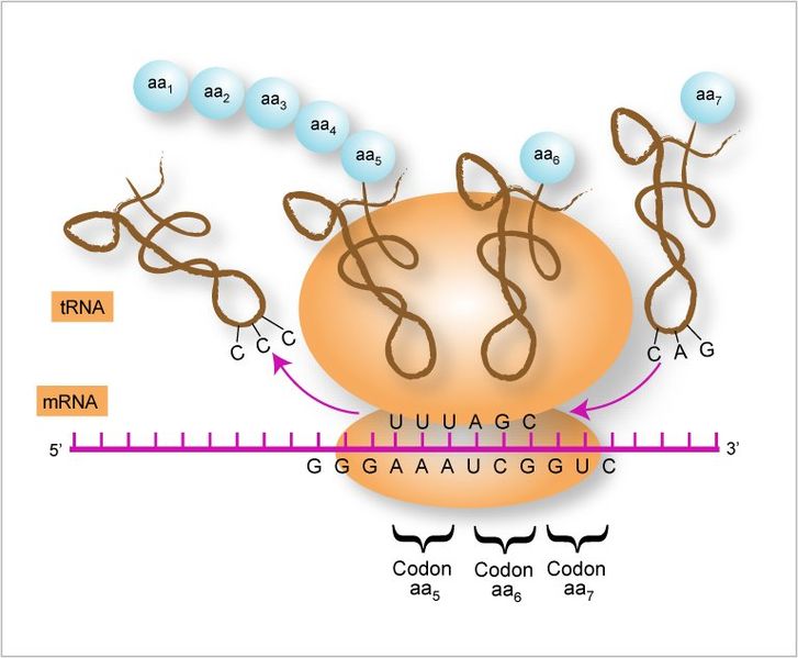 Ilustración de la traducción: un ribosoma, un ARNm y muchos ARNt (cada uno unido a un aminoácido) interactúan para producir una molécula de péptido (o proteína).