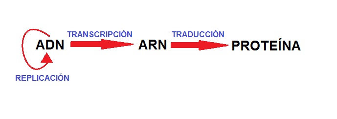 Dogma central de la Biología molecular