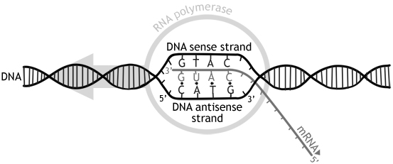 Esquema del proceso de transcripción de ADN. Se muestra la orientación antiparalela de las cadenas de ADN y la producción de ARN mensajero por acción de la enzima ARN polimerasa.