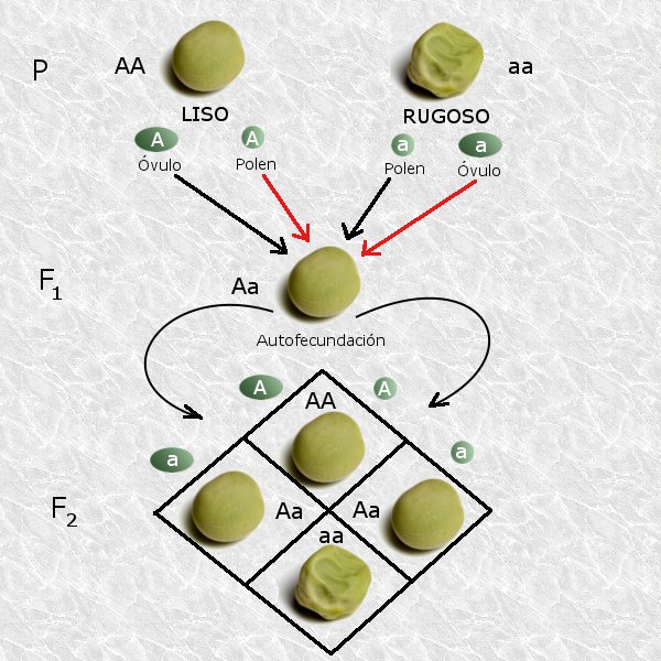 Diagrama de la primera y segunda ley de Mendel