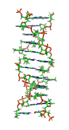 Animación de la estructura en doble hélice del ADN