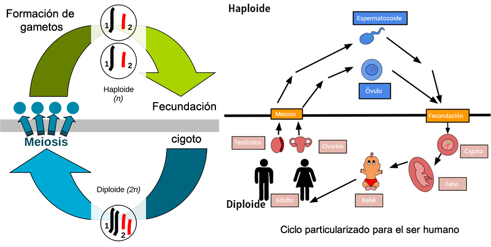 reproduccion sexual en humanos