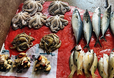Pescados  agrupados por especies en pescadería