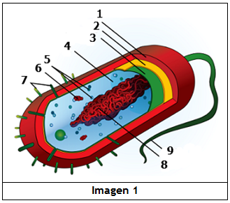 Imagen de microorganismo