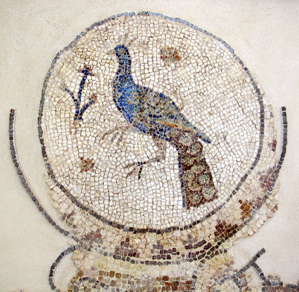 Pavo real