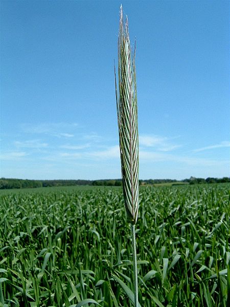 Espiga de trigo