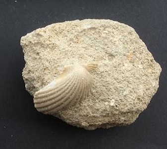 Roca de origen orgánico