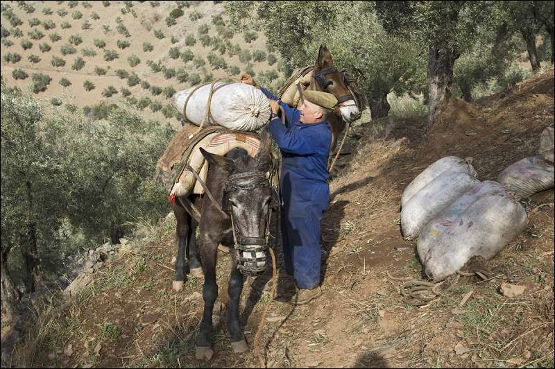Cargando saco de aceitunas en mula. Olivicultura en Pozoblanco