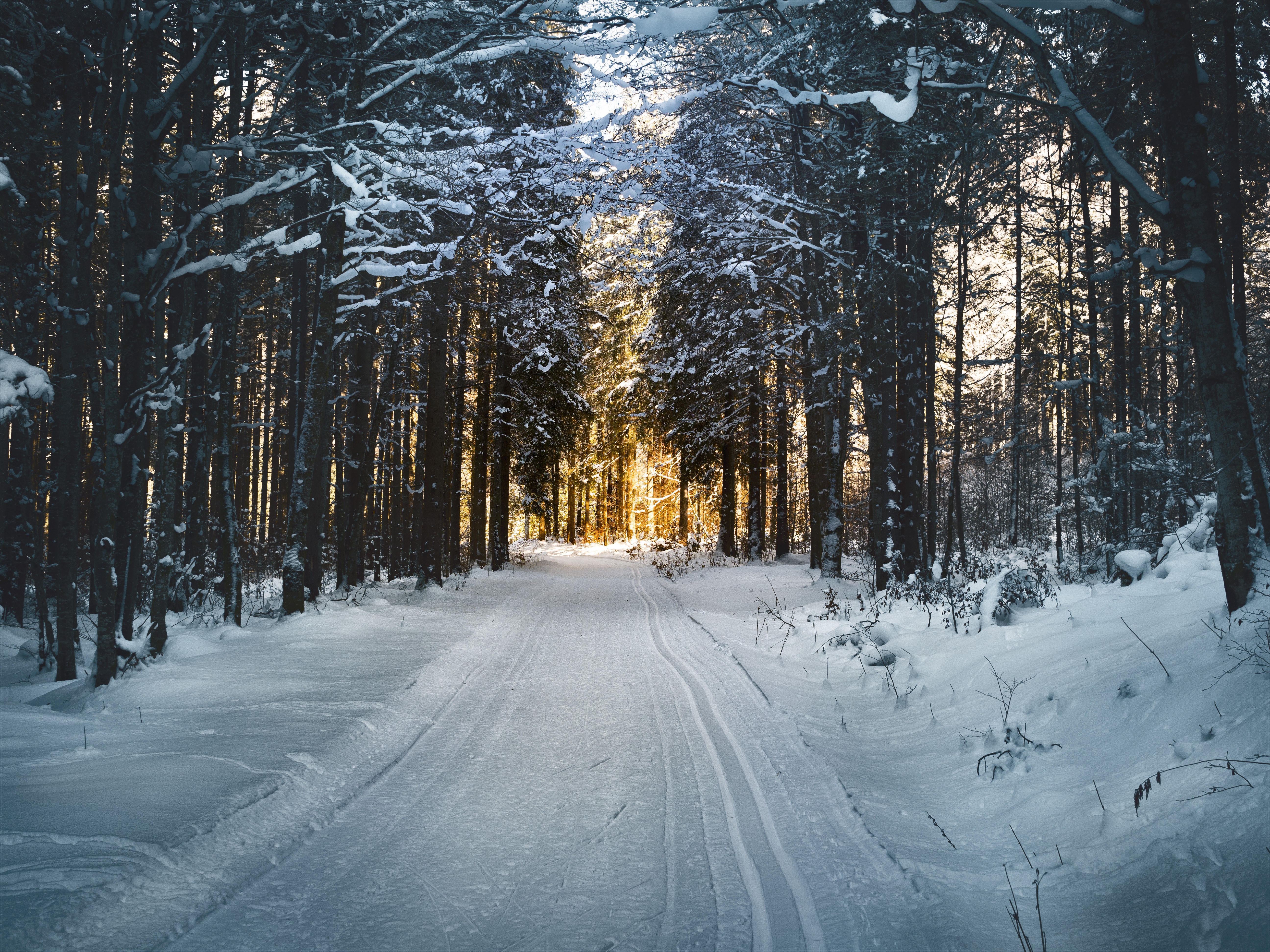 Carretera de bosque nevada
