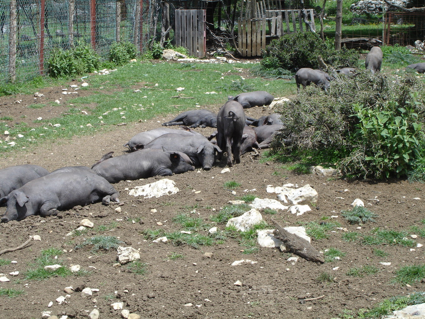 Cerdos Ibéricos (Benaocaz, Grazalema, Cádiz). 