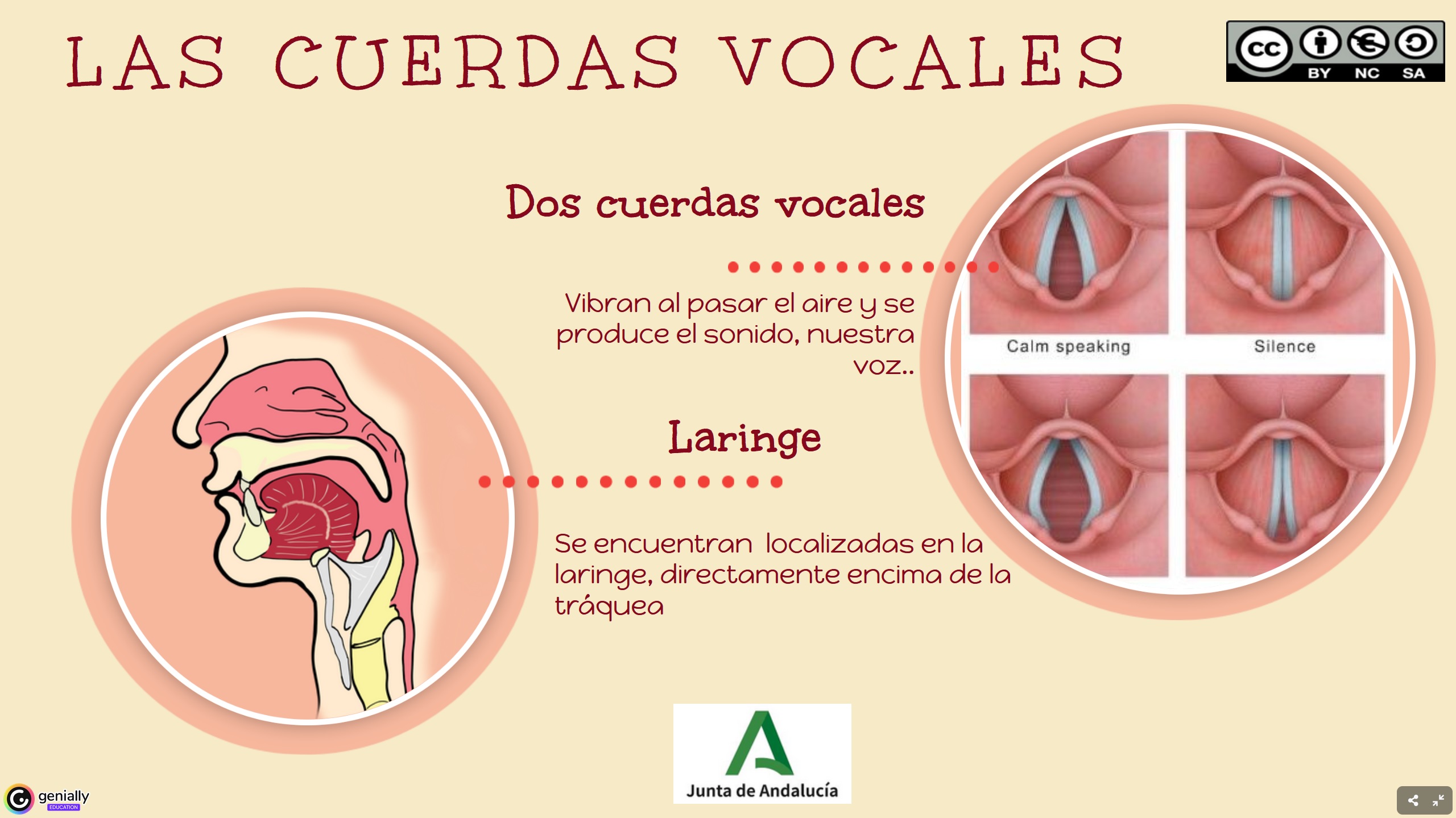 Cuerdas vocales. Cuerdas vocales.