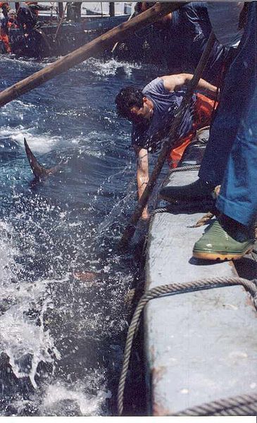 Pesca de atún con almadraba utilizando bicheros