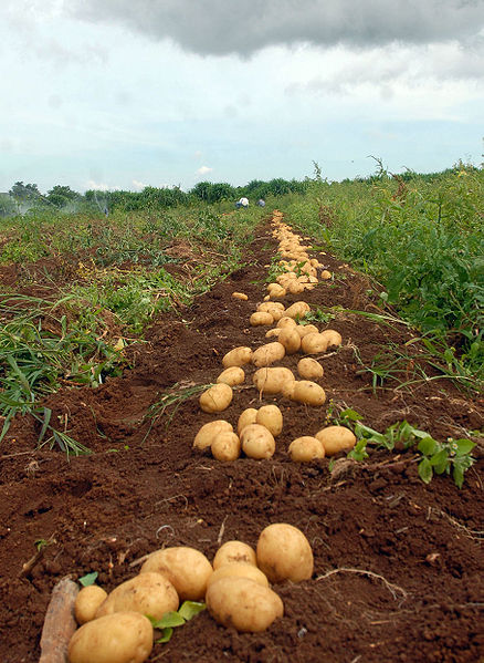 La patata es un cultivo básico en la alimentación de las personas
