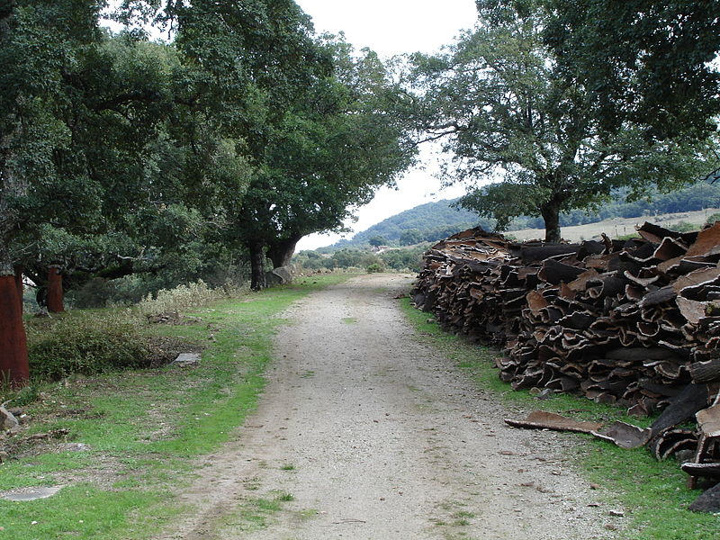 Explotación de corcho en el Parque Natural de los Alcornocales (Cádiz)