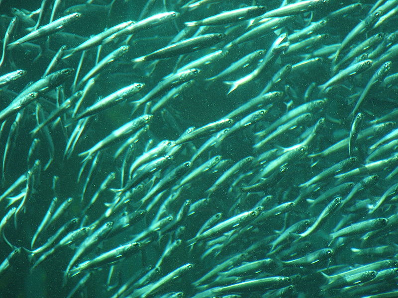 Banco pesquero de sardinas
