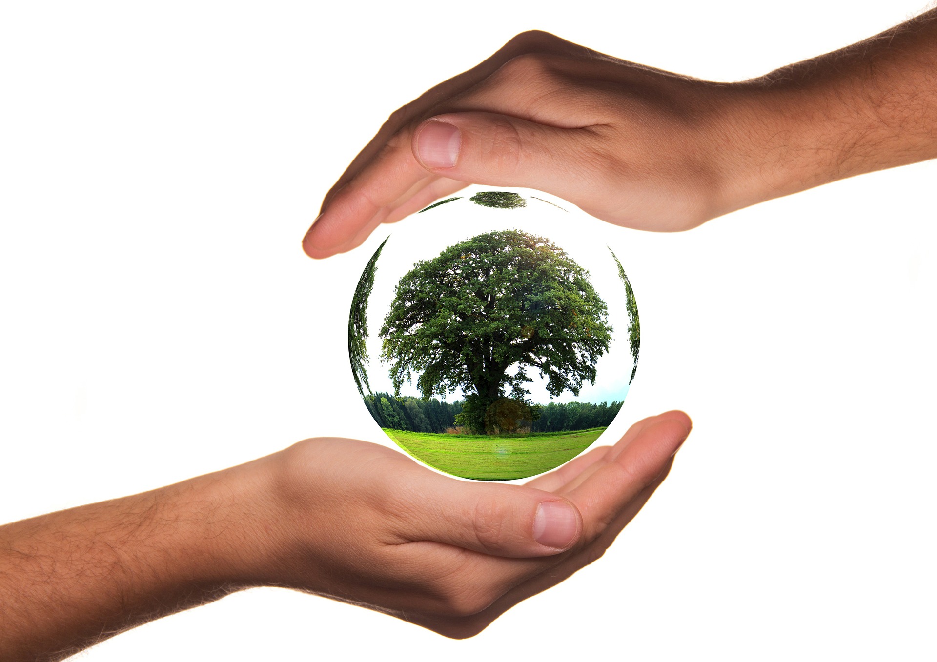 Árbol dentro de una bola de cristal sostenida entre dos manos