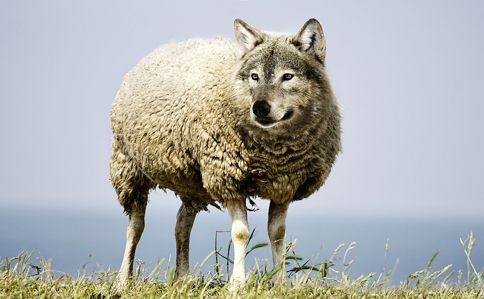 Lobo con piel de cordero