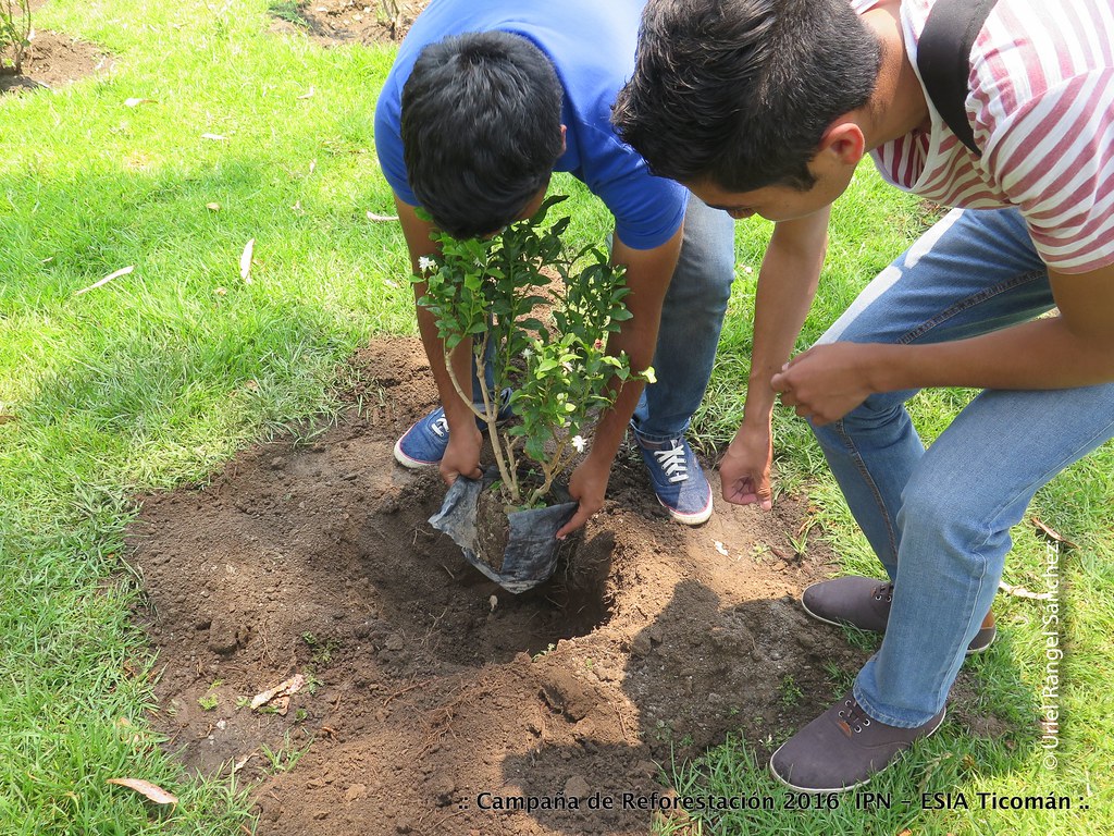 La imagen muestra a dos chicos colocando una planta en un surco.