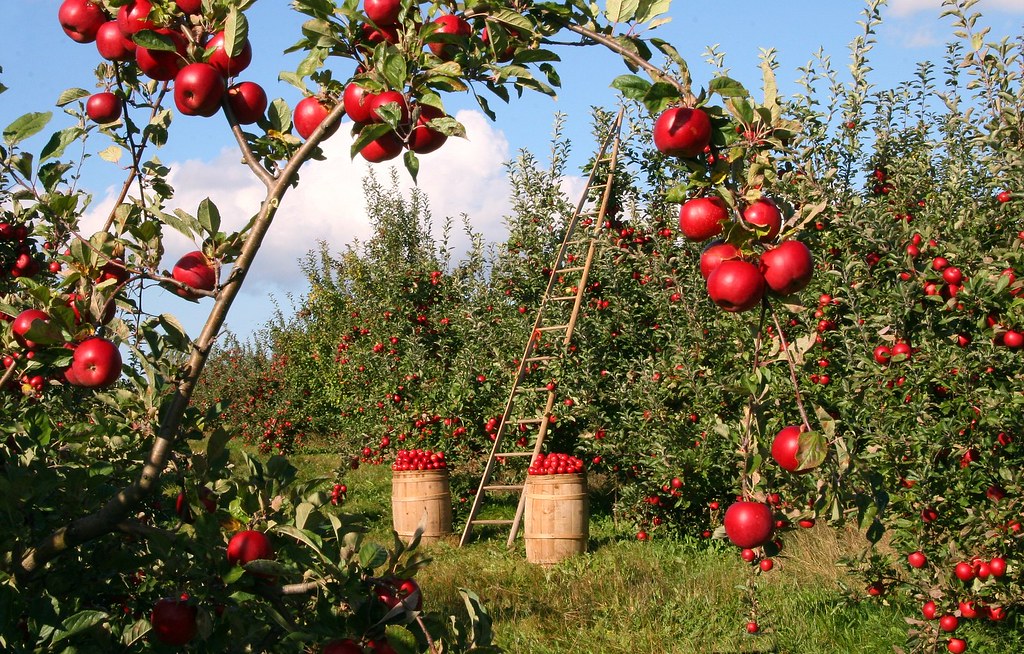 La imagen muestra varios manzanos, y cestas donde hay manzanas recogidas.