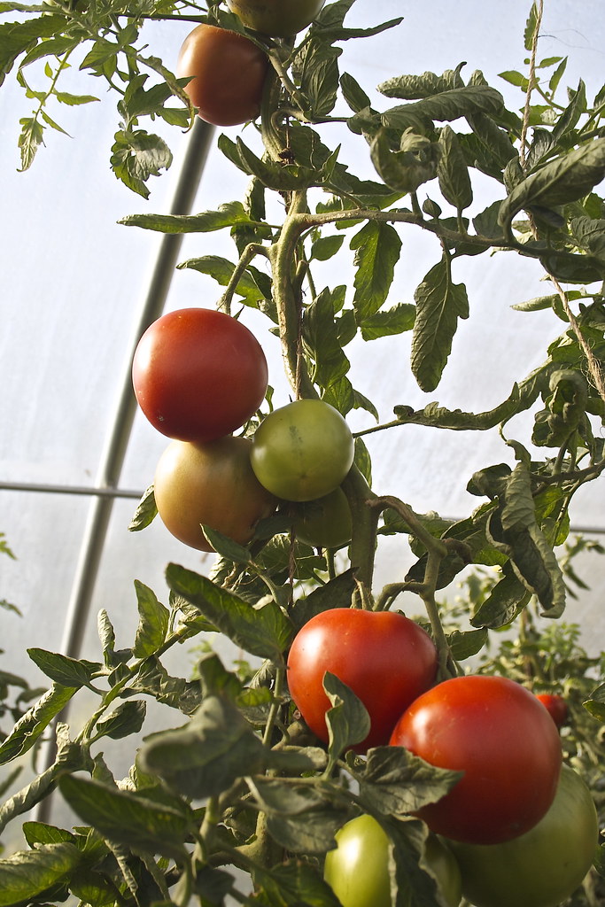 La imagen muestra una tomatera.