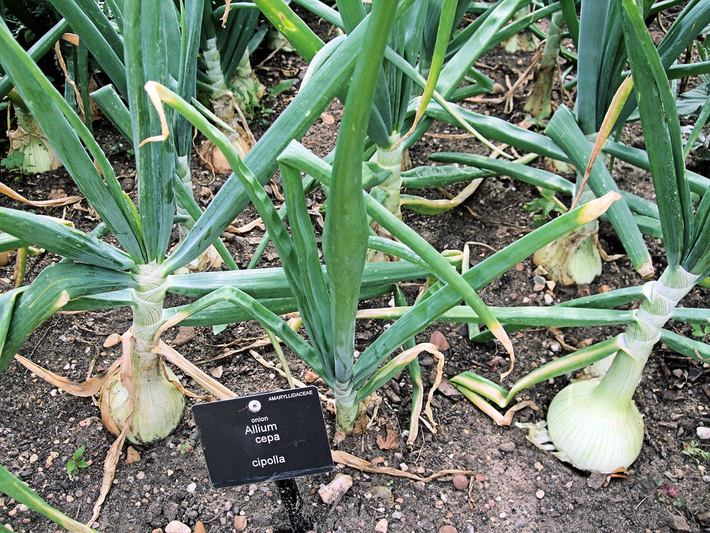 La imagen muestra varias cebollas plantadas.