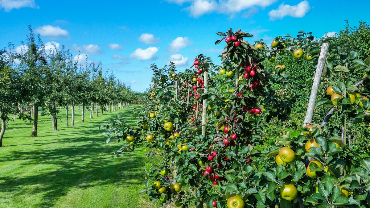 La imagen muestra un huerto con manzanos.