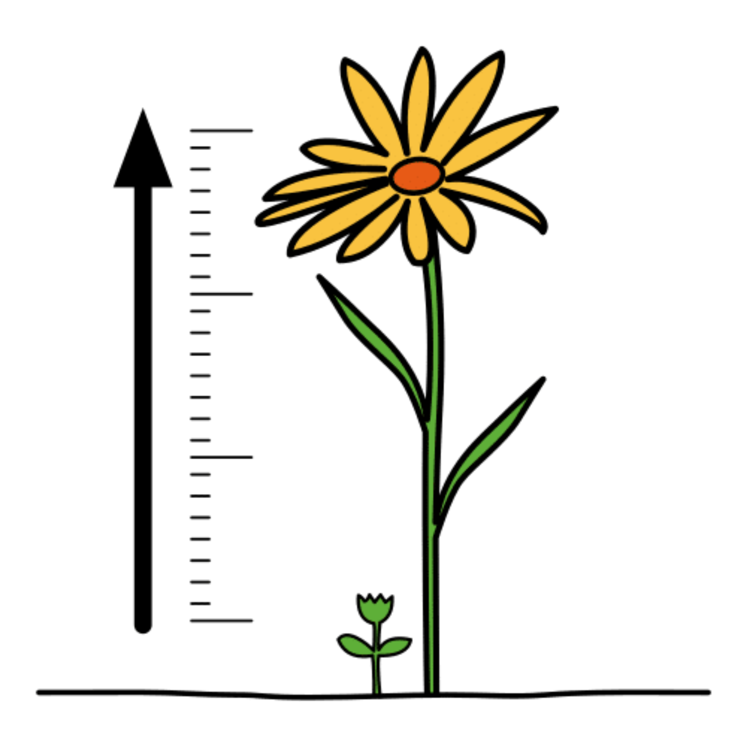 La imagen muestra una planta y una escala de medida al lado de ella