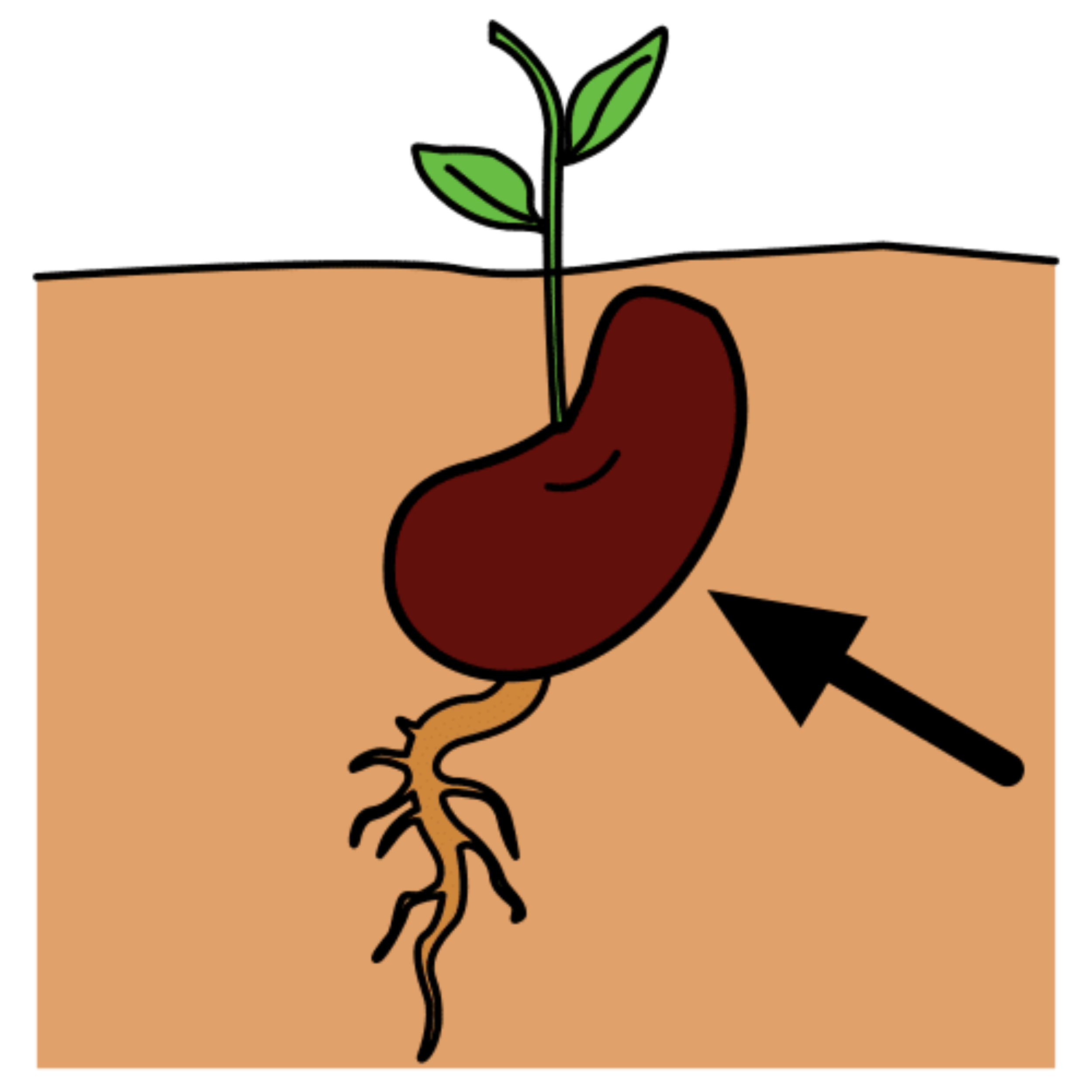 La imagen muestra una semilla que ha germinado.