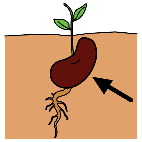 Un grano de semilla bajo tierra que comienza a germinar