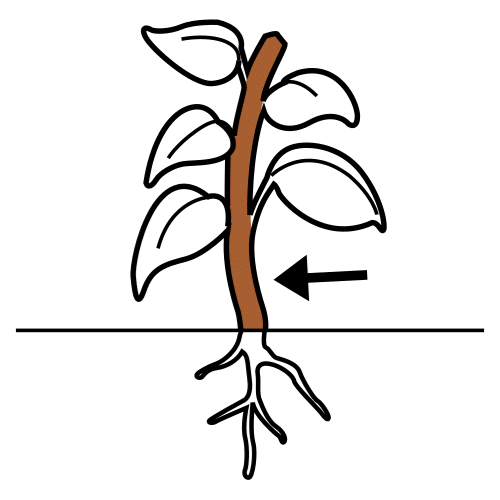 La imagen muestra el tallo de una planta.