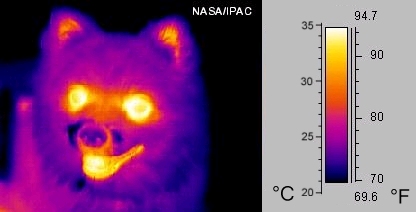 Imagen que describe un perro captada aprovechando la emisión de infrarrojo del cuerpo del perro