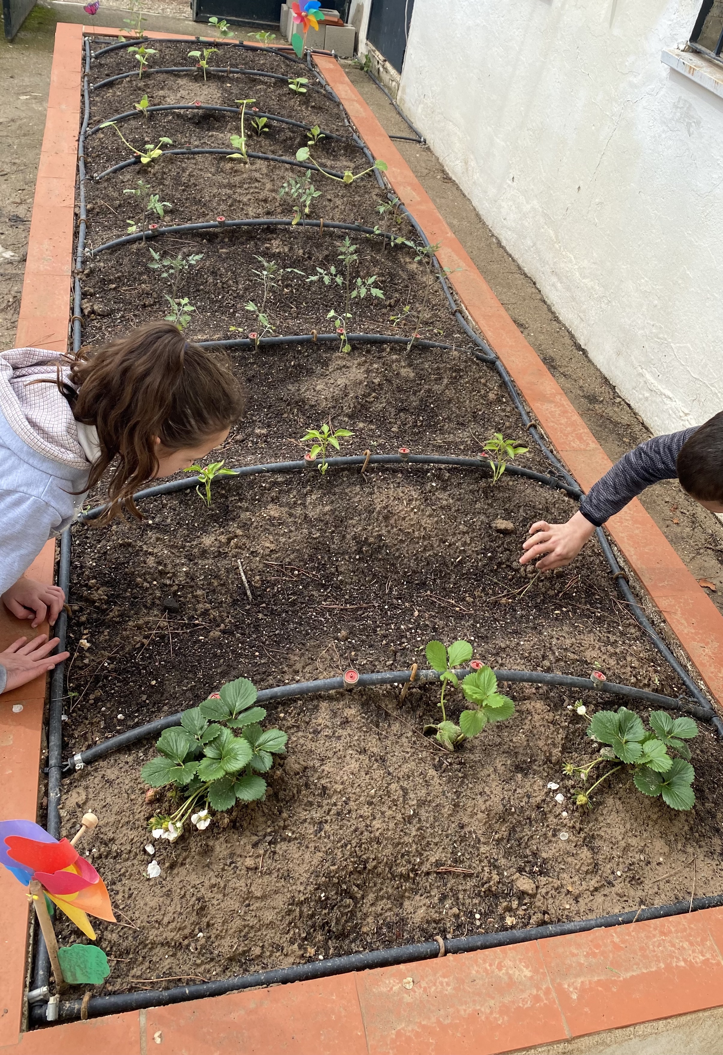 fotografía de un pequeño huerto escolar con diferentes plantas hortícolas y con un sistema de riego automático. Además, se distinguen una niña y un niño cuidando y observando las plantas del huerto.