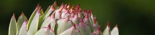 bot garten
