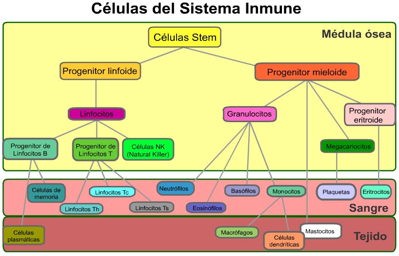 mapa del sistema inmunologico