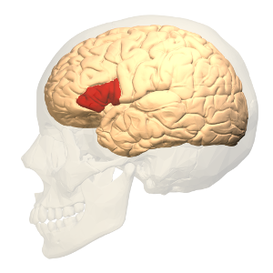 broca
